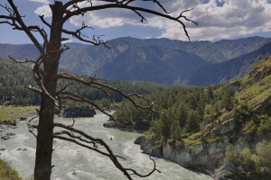 Россия (Алтай), не важно когда, на 6 - 14 дней. Фото 5