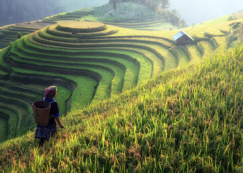 Плантации – фотографии Шри-Ланки