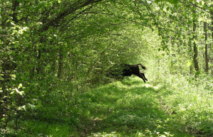 Беловежская пуща  – фотографии Беларуси