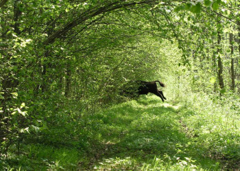 Беловежская пуща  – фотографии Беларуси