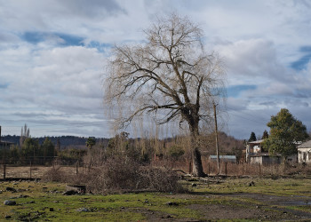 Увядающая природа – фотографии Абхазии