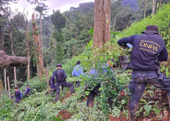 Уничтожение кокаиновых плантаций в Национальном парка Пико-Бонито в Гондурасе – фотографии Гондураса