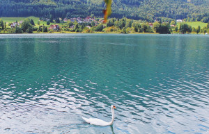 Плывущий лебедь. Фушльзее озеро. Австрия – фотографии Австрии