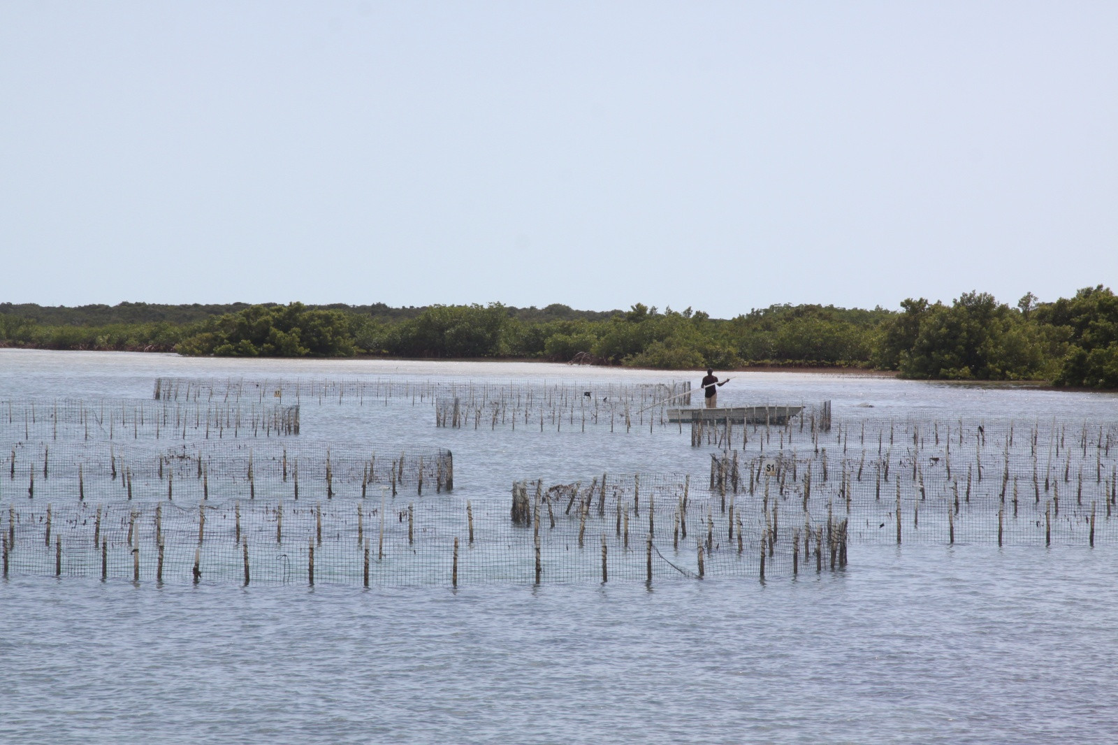 Ферма по выращиванию моллюсков на острове Провиденсиалес – фотографии Тёркс и Кайкос