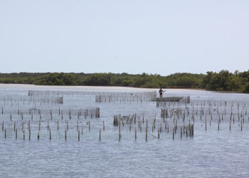 Ферма по выращиванию моллюсков на острове Провиденсиалес – фотографии Тёркс и Кайкос