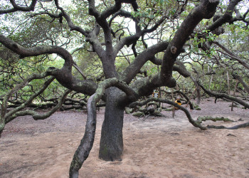 Крупнейшее дерево кешью в мире находится в Натале – фотографии Бразилии