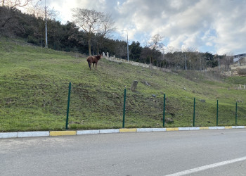 Лошадь у дороги возле крепости Нарын-кала – фотографии России