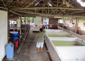 Центр спасения амазонских ламантинов – фотографии Перу