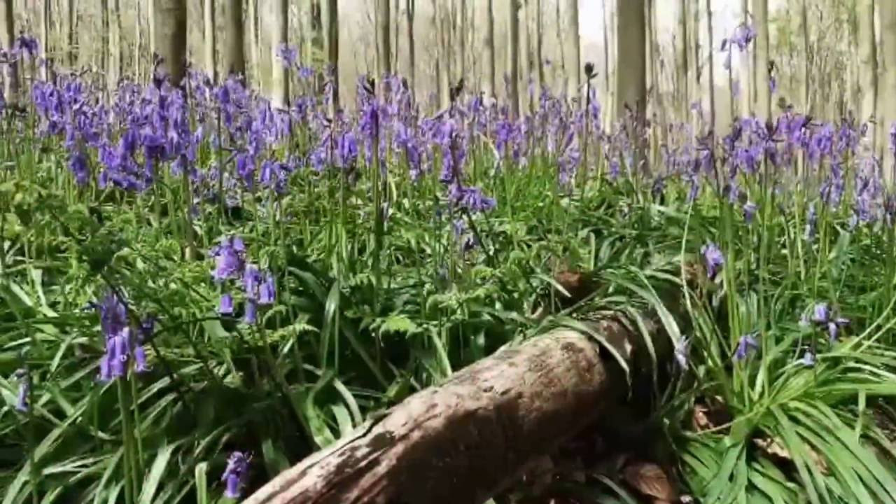 Лес Халлербос в Брюсселе, Бельгия – фотографии Бельгии