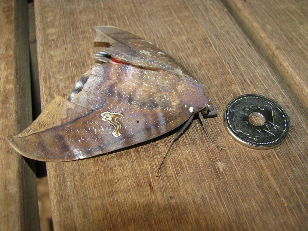 Бабочка ленточница подвида Phyllodes imperialis – фотографии Австралии