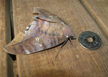 Бабочка ленточница подвида Phyllodes imperialis – фотографии Австралии