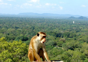 Сигирия, Шри-Ланка, фото № 52305 – фотографии Шри-Ланки