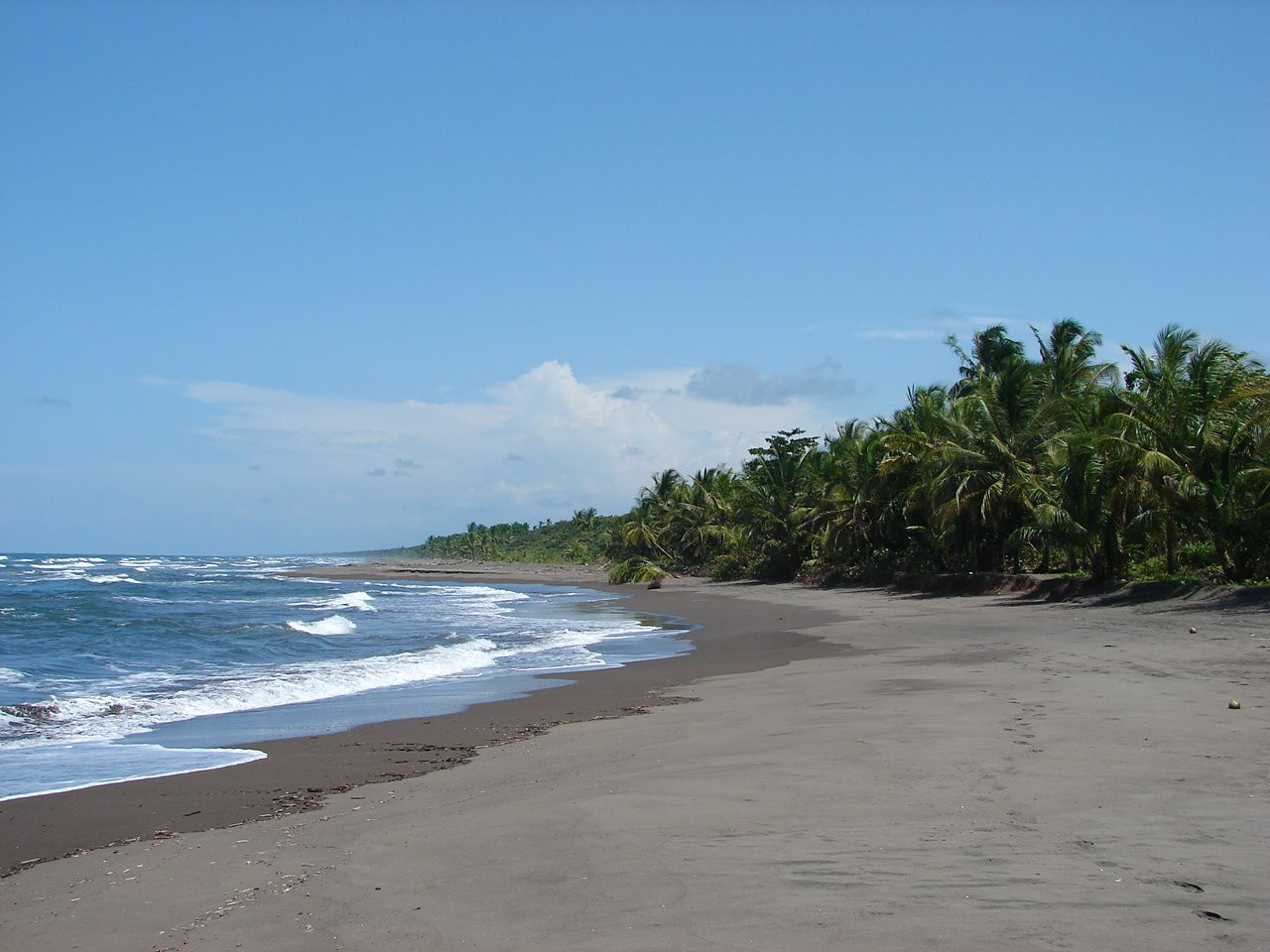 Тортугеро Национальный парк, Лимон провинция, Коста-Рика, фото № 40345 – фотографии Коста-Рики