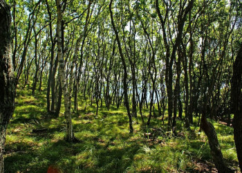 Природа в Лазовском заповеднике, Россия – фотографии России