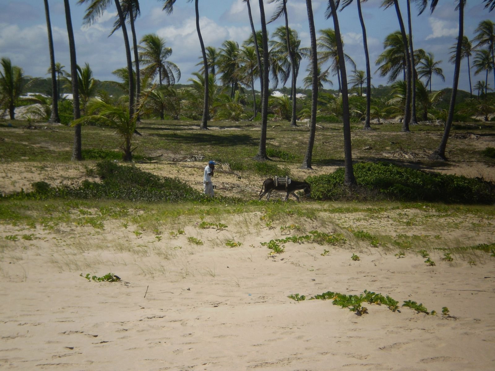 Природа в Коста-ду-Саупе, Бразилия – фотографии Бразилии