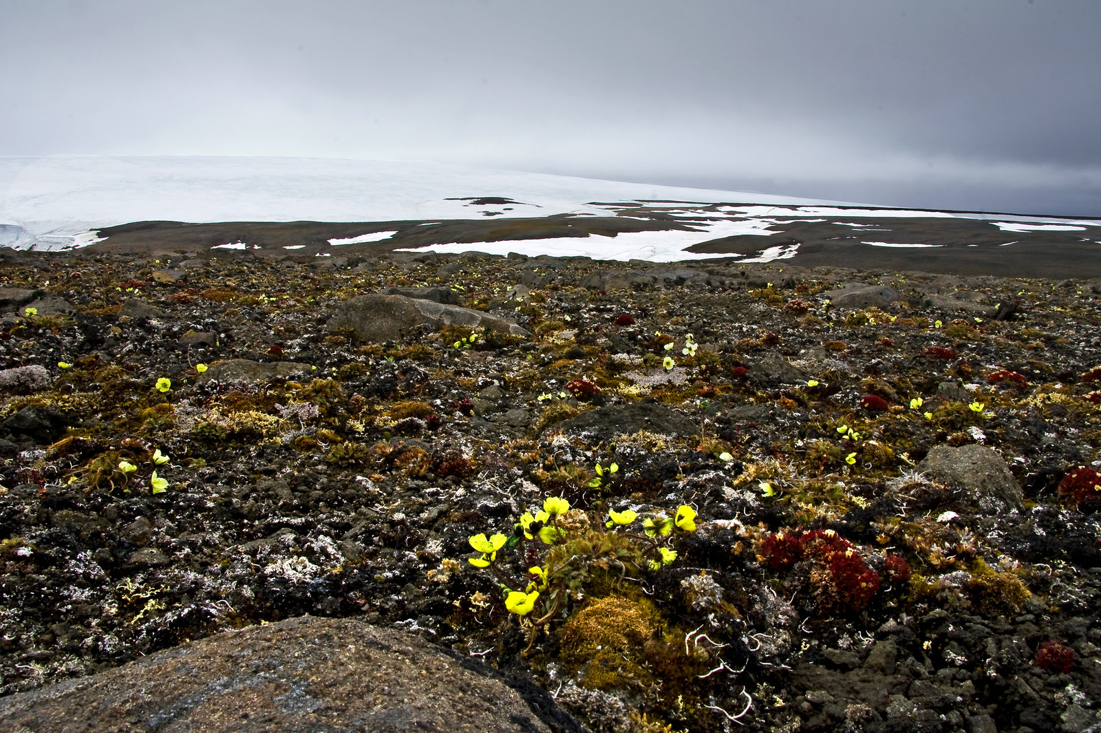 Земля Франца-Иосифа, Россия. Фото 5 – фотографии России