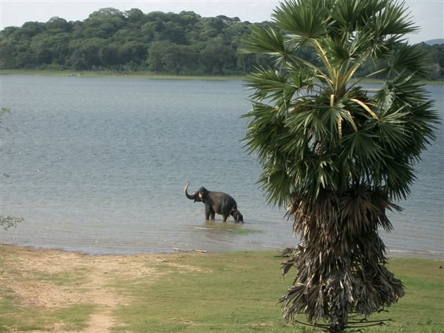 Кандалама, Шри-Ланка, фото № 51264 – фотографии Шри-Ланки