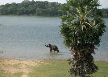 Кандалама, Шри-Ланка, фото № 51264 – фотографии Шри-Ланки