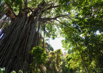 Огромные деревья в окрестностях Атертона – фотографии Австралии