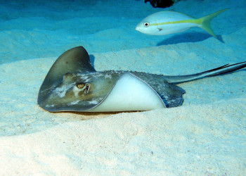 Caicos Islands – фотографии Тёркс и Кайкос