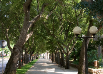 Аллея в Цресе, Хорватия – фотографии Хорватии