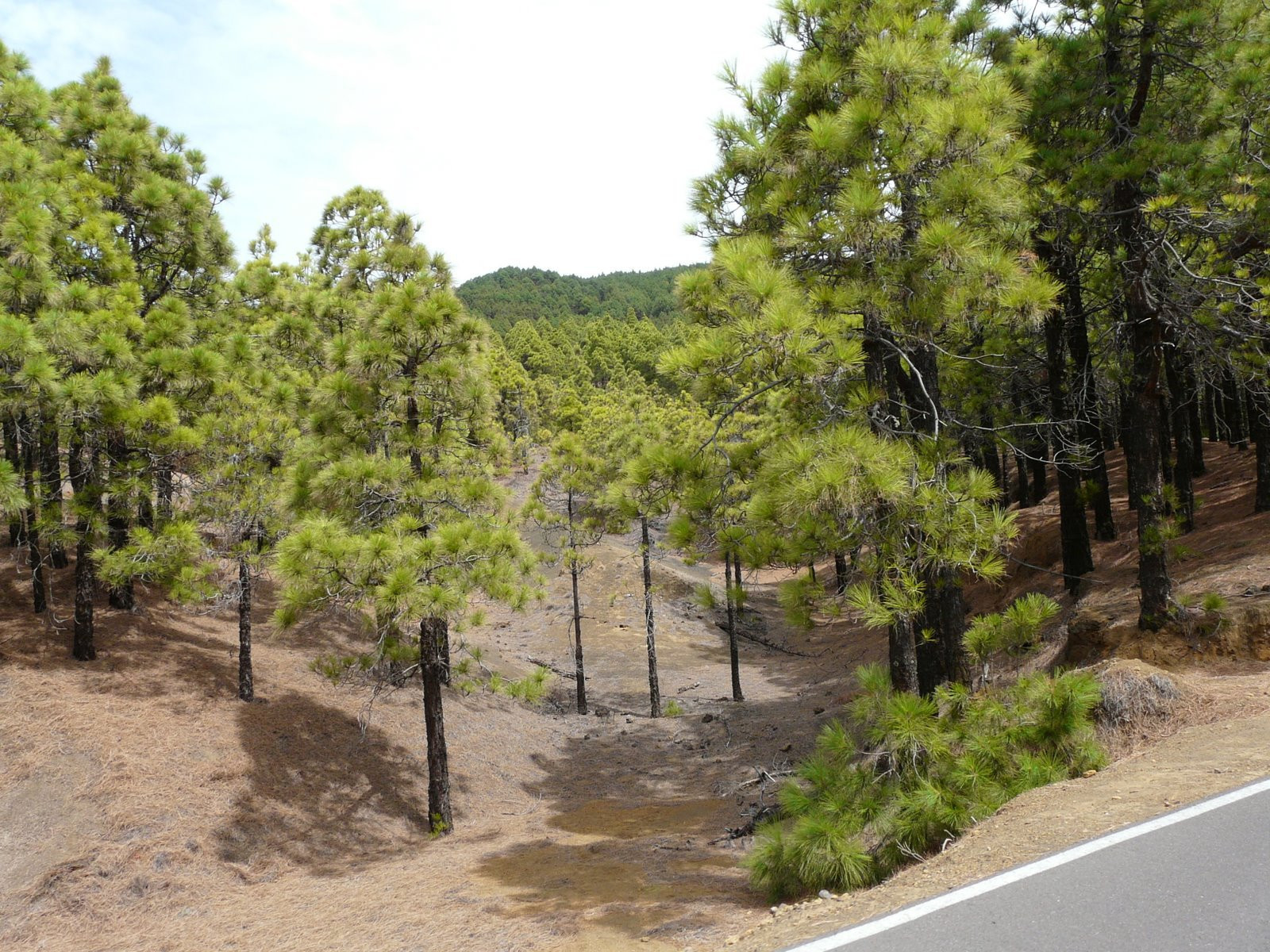 Эль-Йерро остров, Канарские острова, фото № 34687 – фотографии Канарских островов