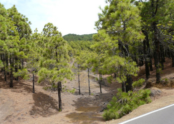 Эль-Йерро остров, Канарские острова, фото № 34687 – фотографии Канарских островов