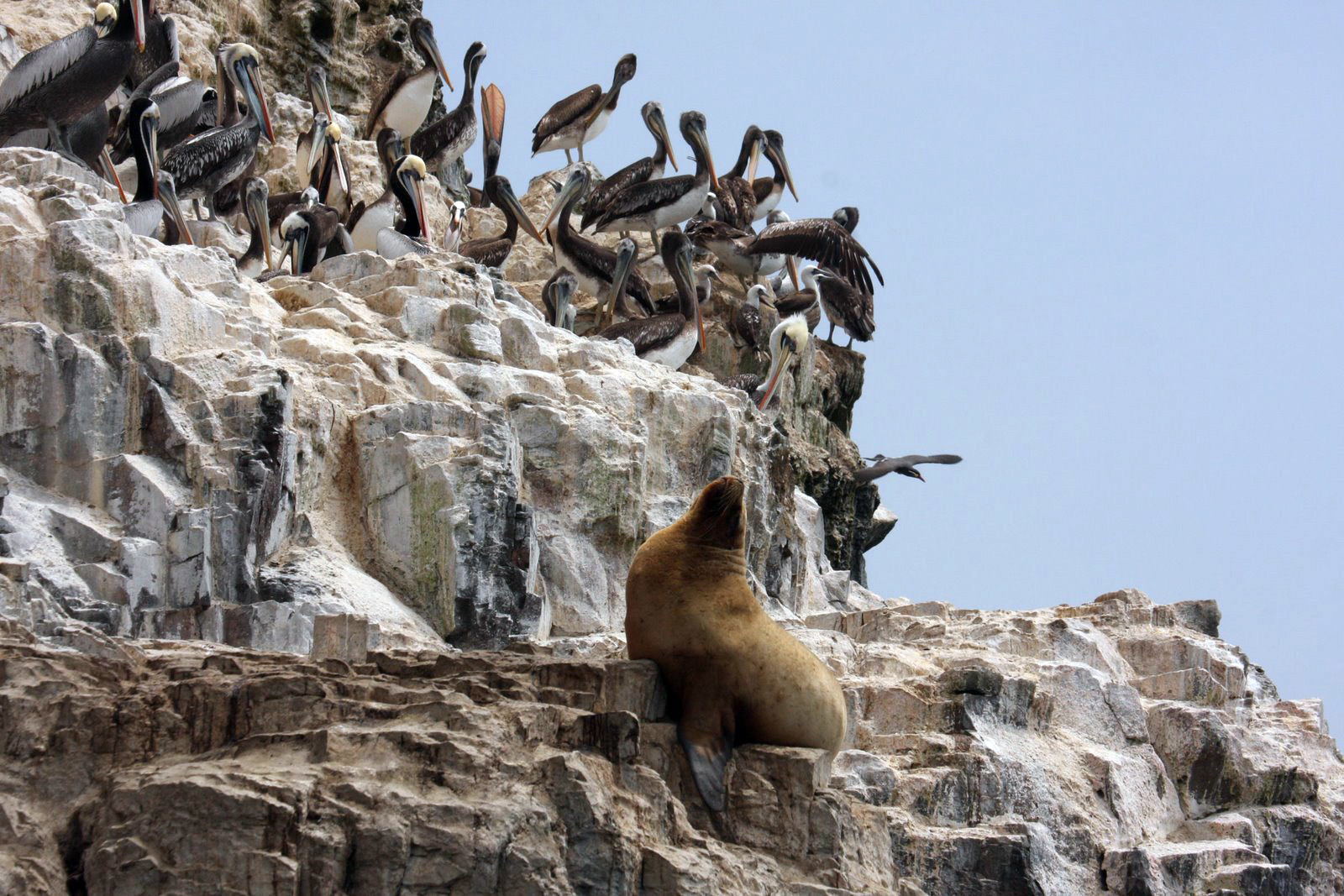 Колония птиц и котик на островах Бальестас – фотографии Перу