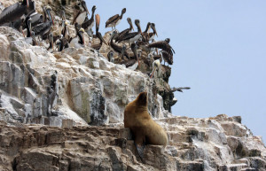Колония птиц и котик на островах Бальестас – фотографии Перу