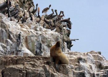 Колония птиц и котик на островах Бальестас – фотографии Перу