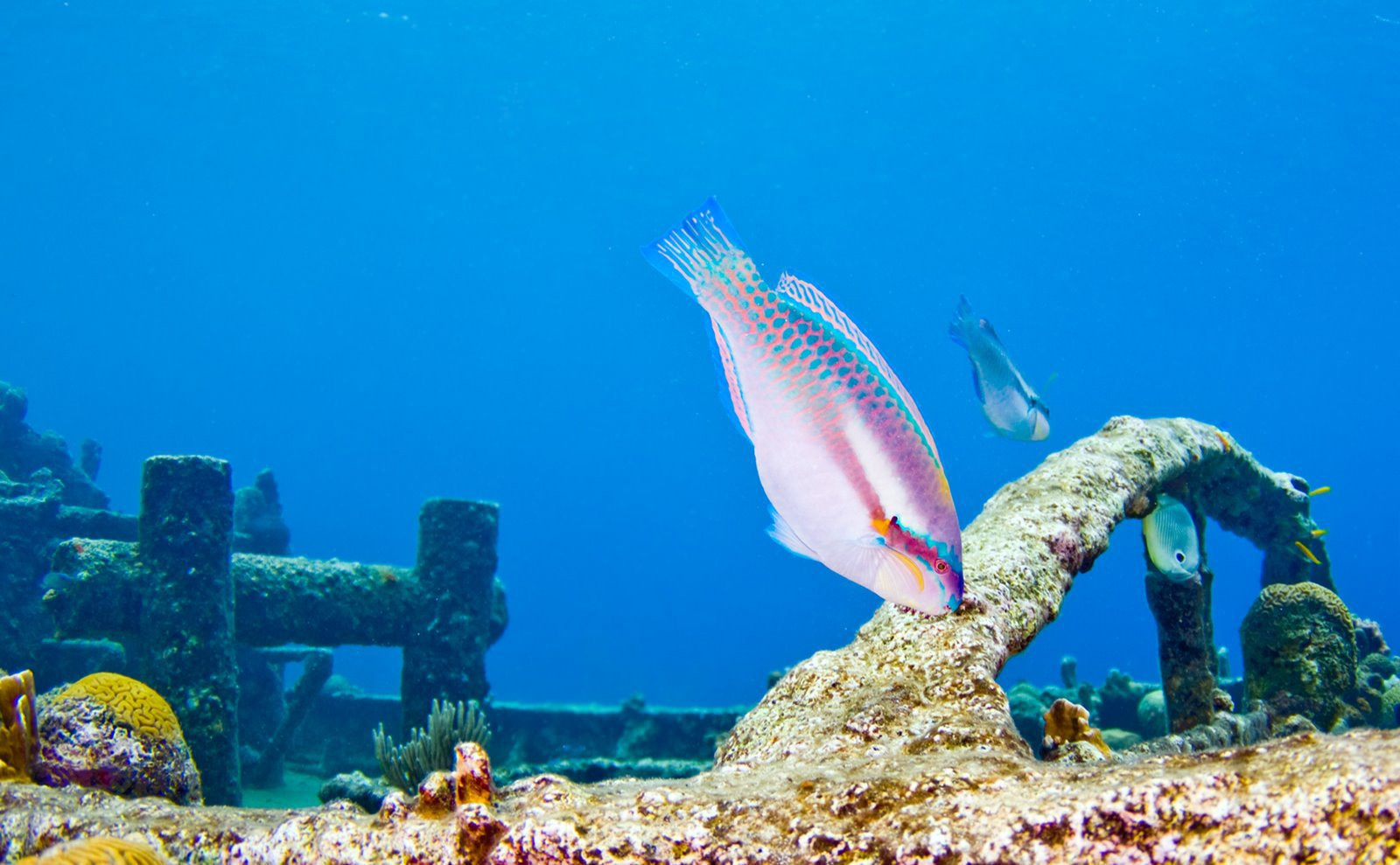 Curacao – фотографии Кюрасао