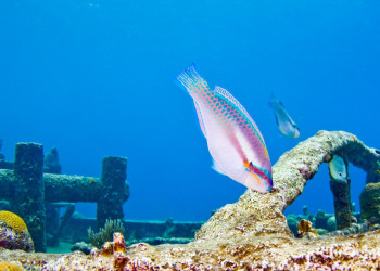 Curacao – фотографии Кюрасао