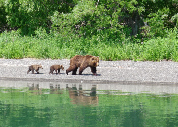 Медвежья семейка на Камчатке. Фото 1 – фотографии России