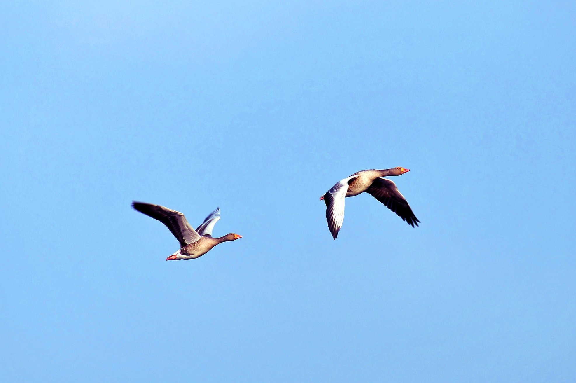 Гуси-лебеди, Нидерланды – фотографии Нидерландов
