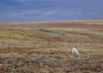Сова на острове Врангеля, Чукотка – фотографии России