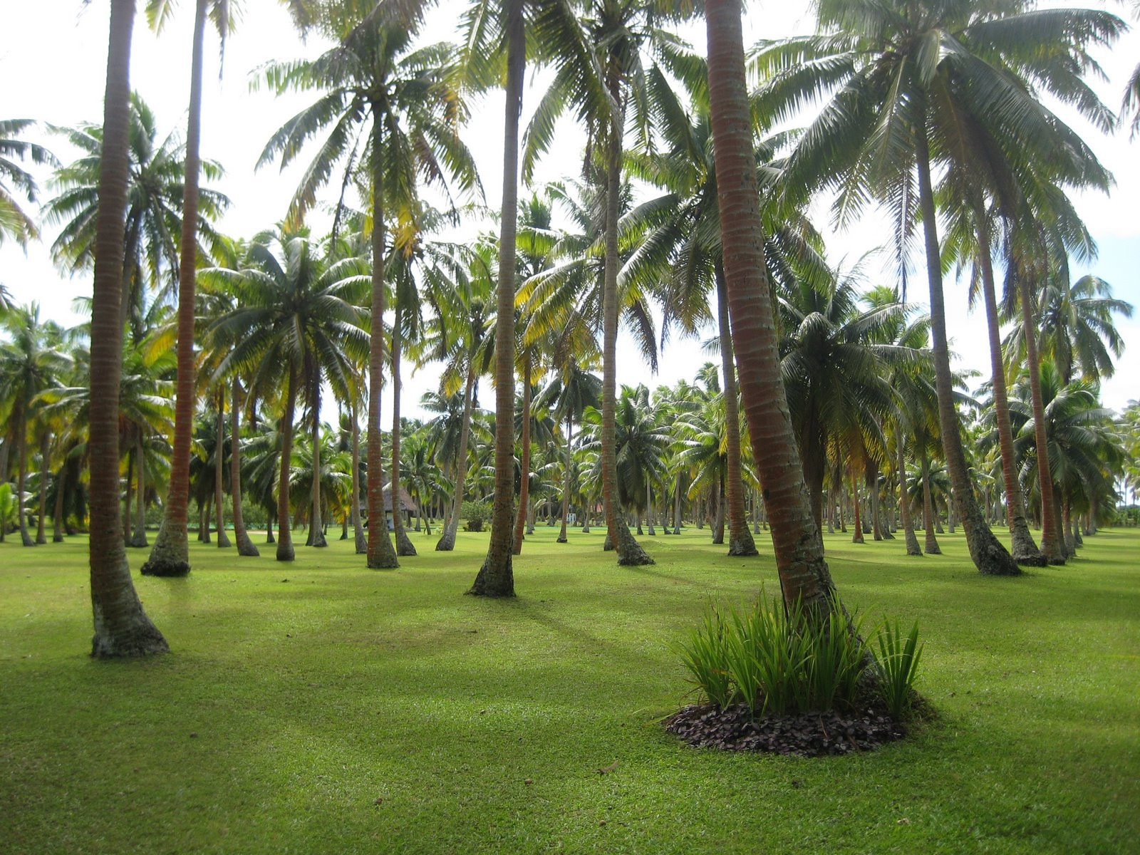 Вакайя остров, Ломаивити группа островов, Фиджи, фото № 48671 – фотографии Фиджи
