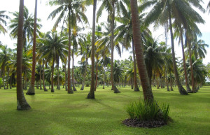 Вакайя остров, Ломаивити группа островов, Фиджи, фото № 48671 – фотографии Фиджи