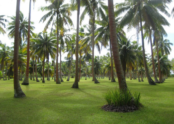 Вакайя остров, Ломаивити группа островов, Фиджи, фото № 48671 – фотографии Фиджи