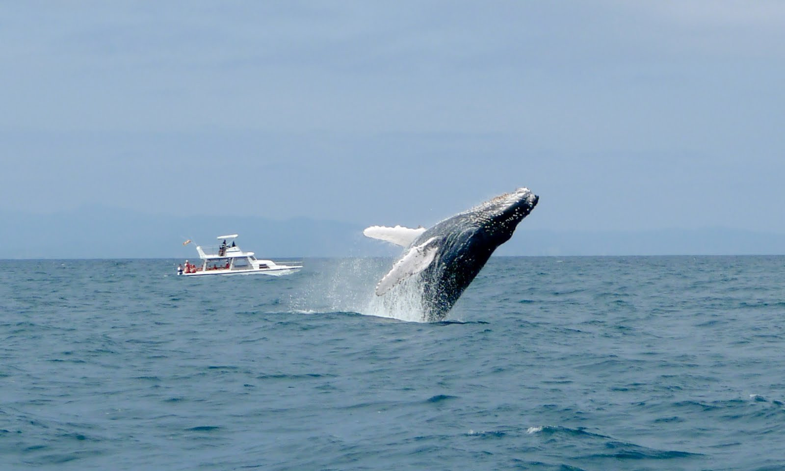 Галапагосские острова, Эквадор, фото № 68236 – фотографии Эквадора