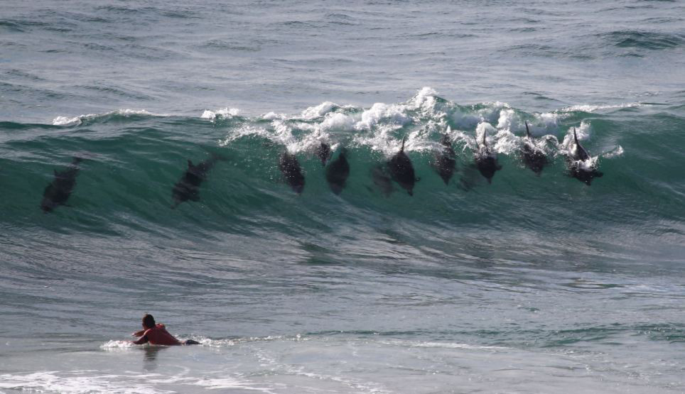 Встречи с дельфинами в Байрон-Бей – фотографии Австралии