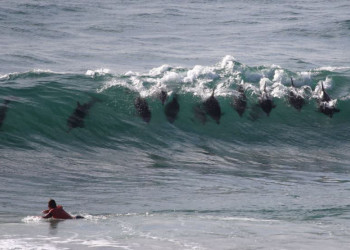 Встречи с дельфинами в Байрон-Бей – фотографии Австралии