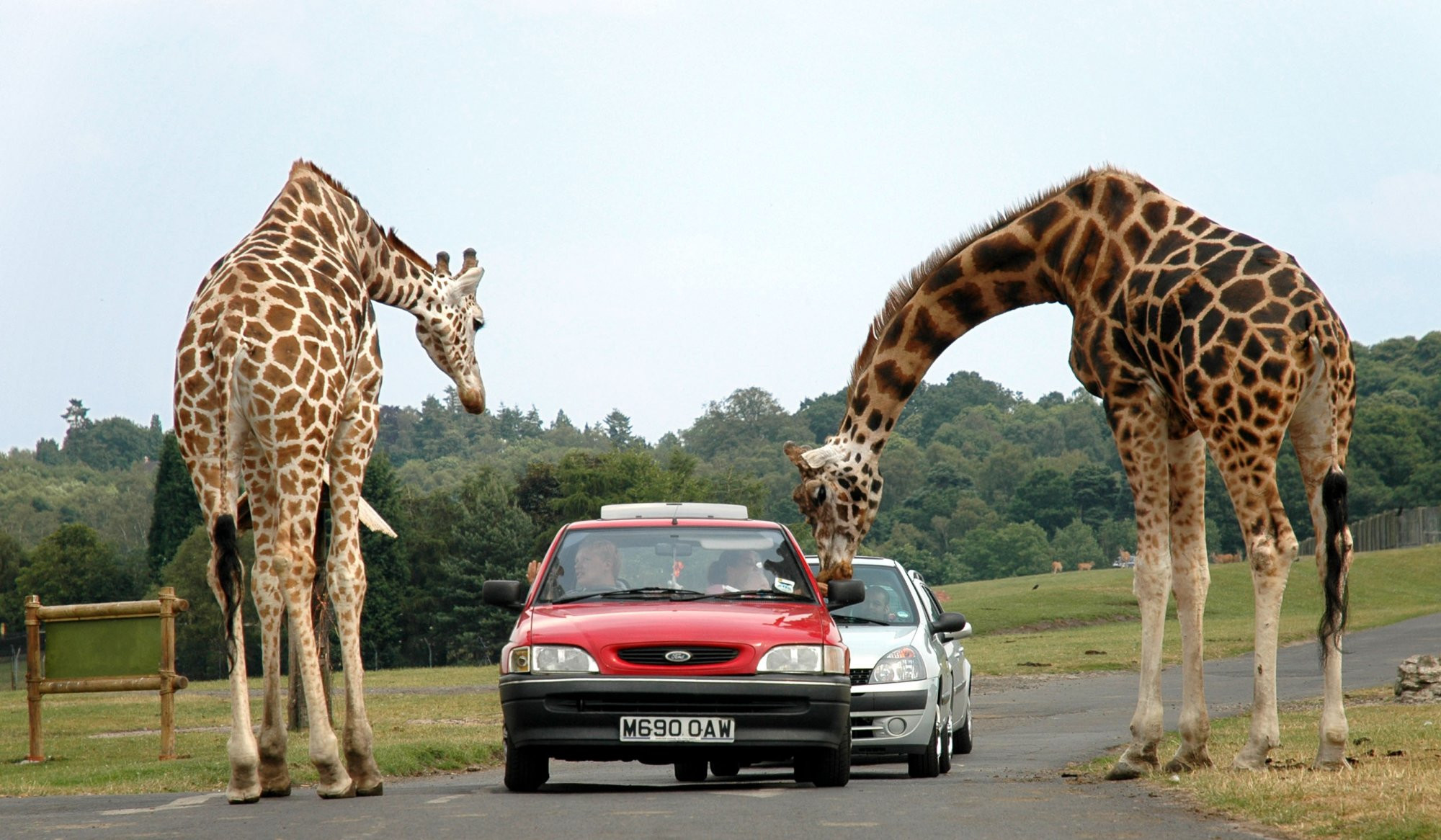 West Midland Safari Park – фотографии Великобритании