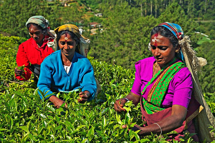 Нувара Элия, Шри-Ланка, фото № 52051 – фотографии Шри-Ланки