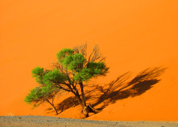 Пустыня Намиб. Фото 10 – фотографии Намибии