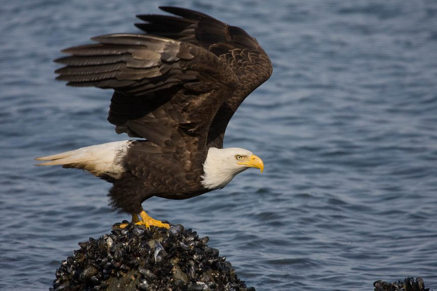 Аляска штат, США, фото № 67713 – фотографии США
