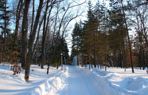 Природа в Шмаковке, Россия. Фото 1 – фотографии России