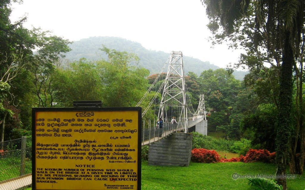Подвесной мост в Ботаническом саду Канди – фотографии Шри-Ланки