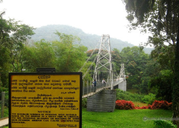 Подвесной мост в Ботаническом саду Канди – фотографии Шри-Ланки