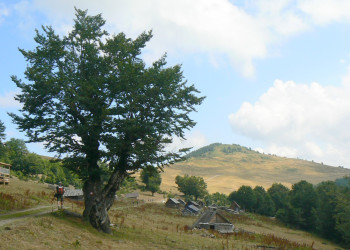 Деревня в Национальном парке, Черногория. Фото 6 – фотографии Черногории
