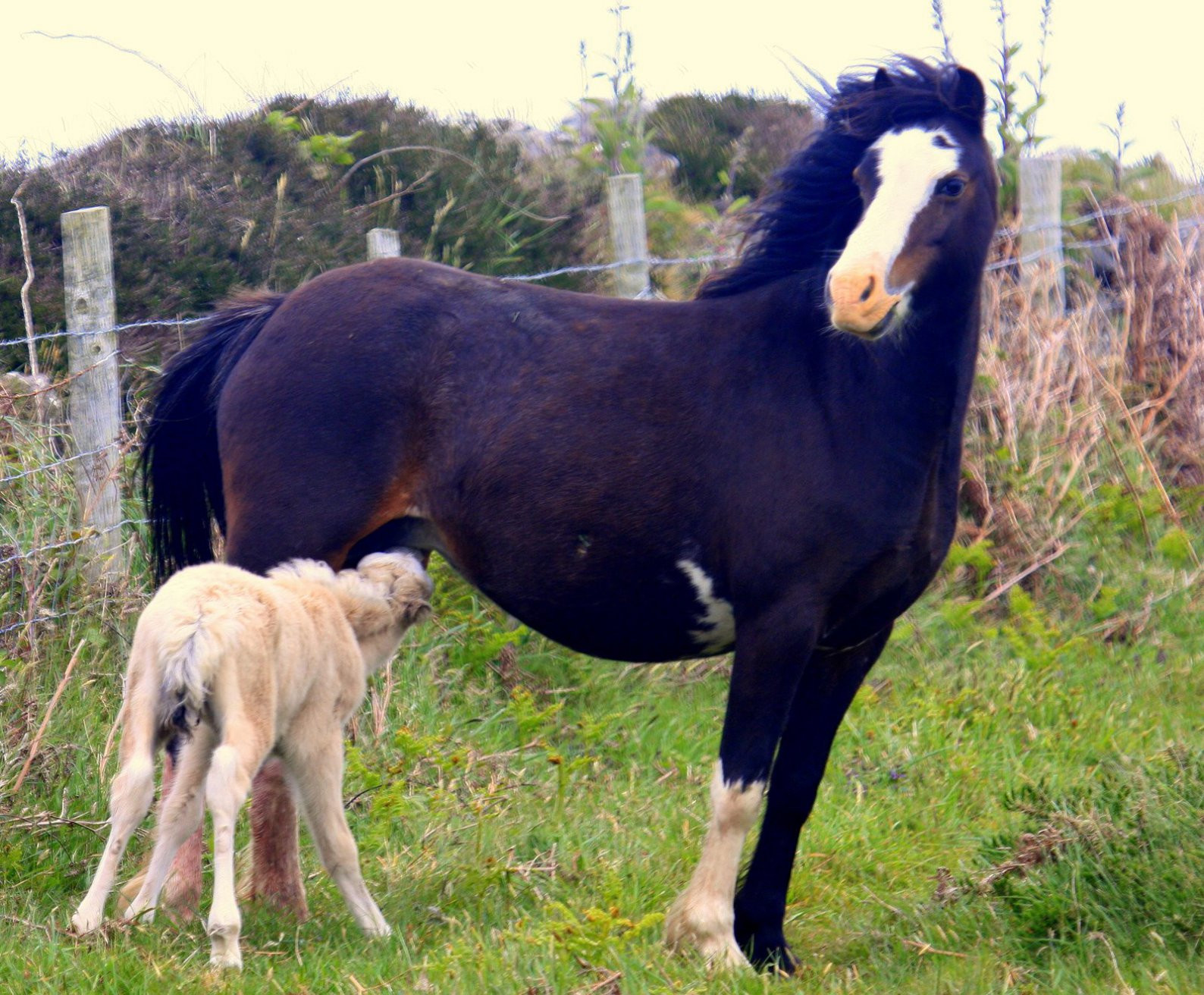 Уэльс, Великобритания, фото № 67904 – фотографии Великобритании